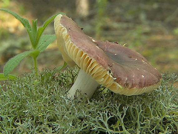 plávka Russula sp.