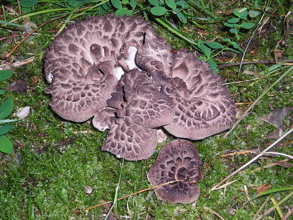 jelenkovec škridlicovitý Sarcodon imbricatus (L.) P. Karst.