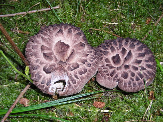 jelenkovec škridlicovitý Sarcodon imbricatus (L.) P. Karst.