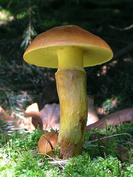 masliak smrekovcový Suillus grevillei (Klotzsch) Singer