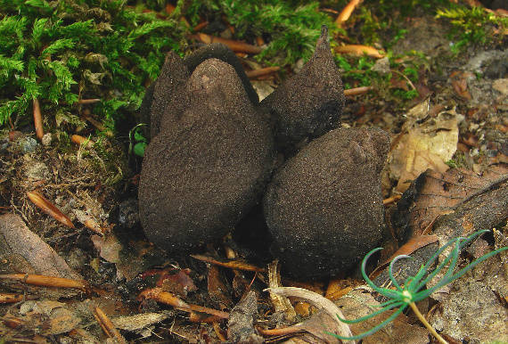 drevnatec kyjakovitý Xylaria polymorpha (Pers.) Grev.