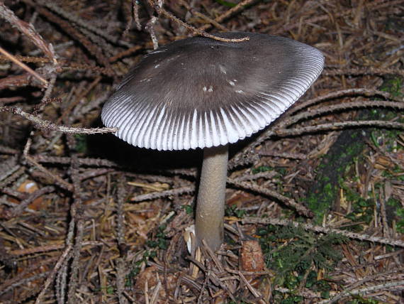 muchotrávka umbrovožltá Amanita battarrae (Boud.) Bon