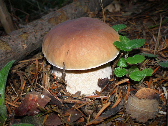 hríb smrekový Boletus edulis Bull.