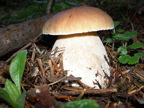 hríb smrekový Boletus edulis Bull.