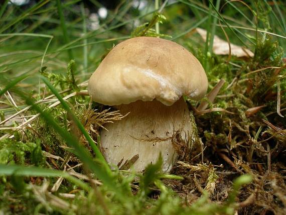 hríb smrekový Boletus edulis Bull.