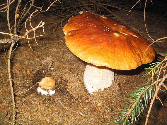 hríb smrekový Boletus edulis Bull.