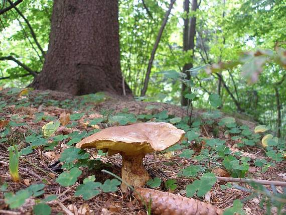 hríb horský Butyriboletus subappendiculatus (Dermek, Lazebn. & J. Veselský) D. Arora & J.L. Frank