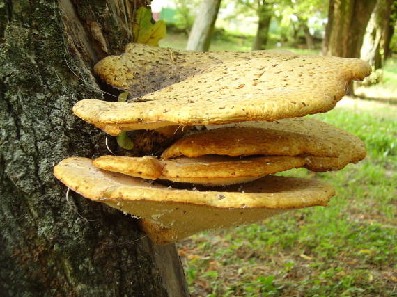 trúdnik šupinatý Cerioporus squamosus (Huds.) Quél.