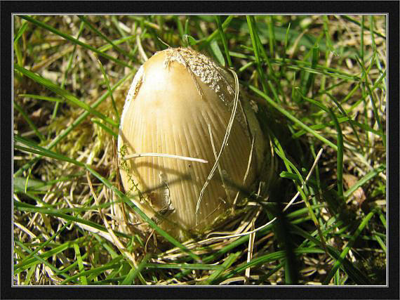 hnojník okrový Coprinellus domesticus (Bolton) Vilgalys, Hopple & Jacq. Johnson