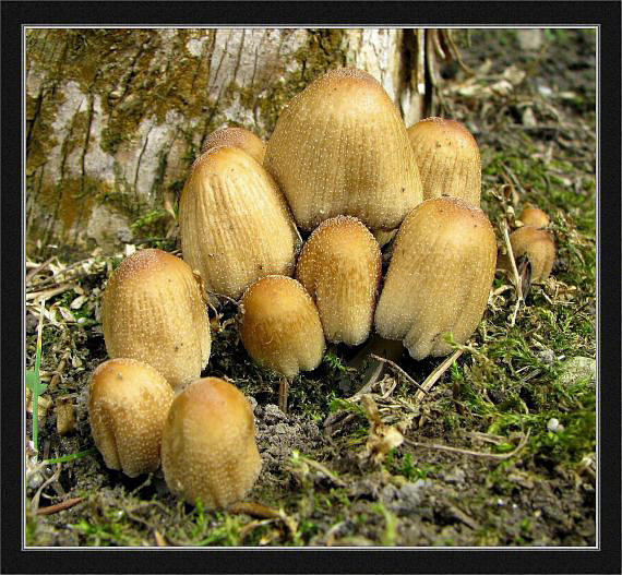 hnojník ligotavý Coprinellus micaceus (Bull.) Vilgalys, Hopple & Jacq. Johnson