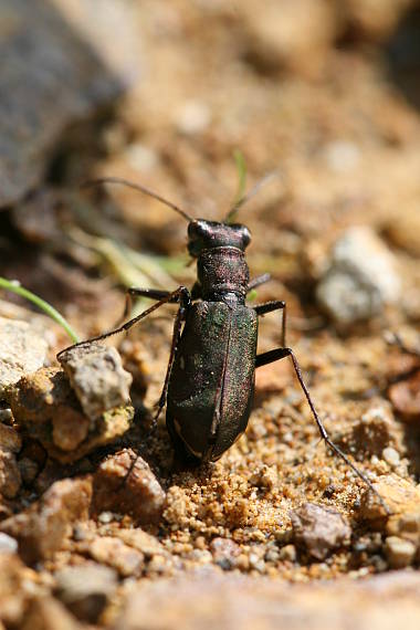 svižník Cylindera germanica