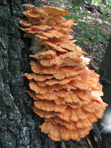 sírovec obyčajný Laetiporus sulphureus (Bull.) Murrill