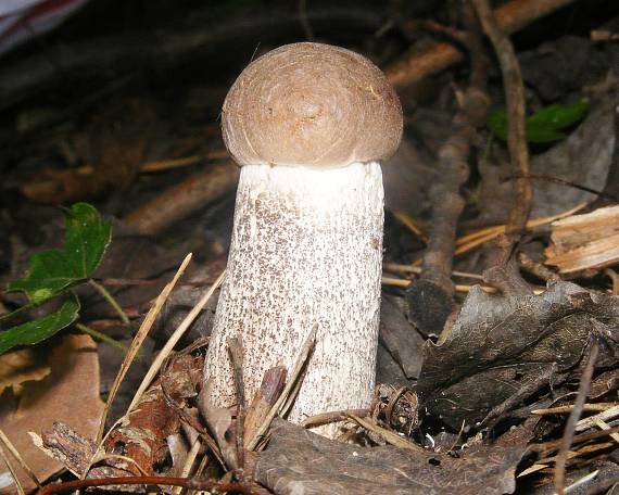 kozák brezový Leccinum scabrum (Bull.) Gray