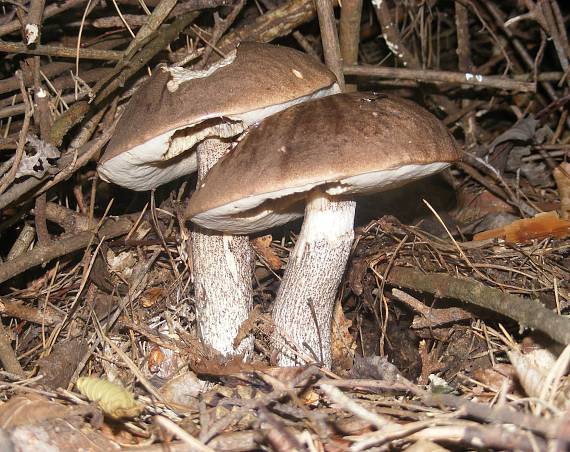 kozák brezový Leccinum scabrum (Bull.) Gray