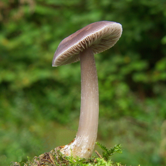 pôvabnica ružovkastá Lepista sordida (Schumach.) Singer