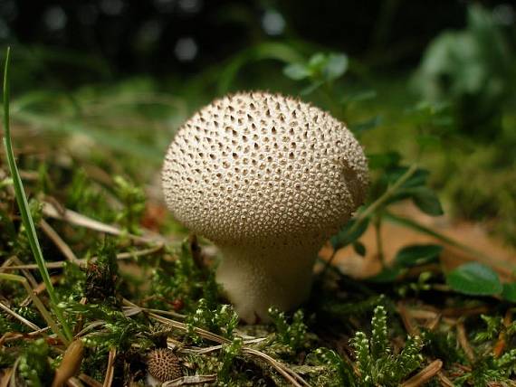 prášnica bradavičnatá Lycoperdon perlatum Pers.