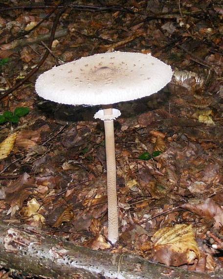 bedľa vysoká Macrolepiota procera (Scop.) Singer