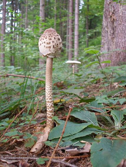 bedľa vysoká Macrolepiota procera (Scop.) Singer