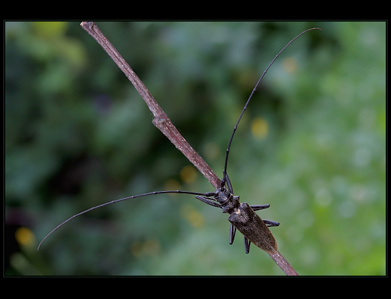 vrzúnik pralesový Monochamus sartor