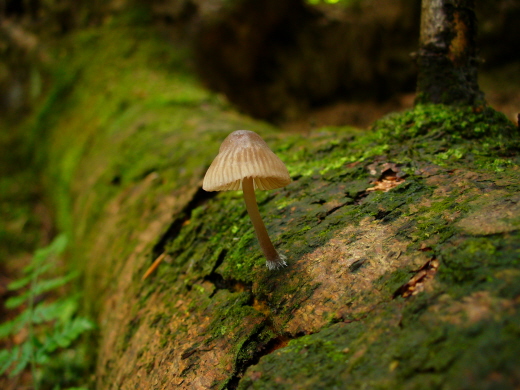 prilbička Mycena sp.