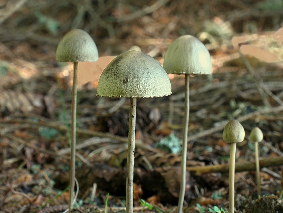 zvoncovec Panaeolus sp.