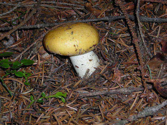 plávka Rossula sp.