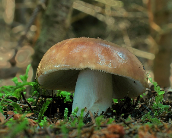 plávka lasičia Russula mustelina Fr.