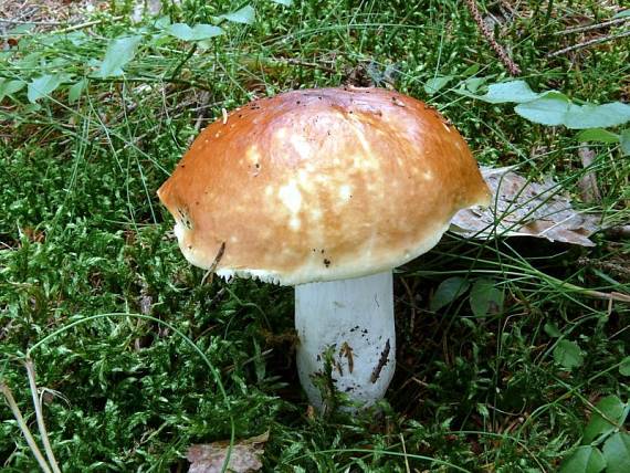 holubinka jahodová - Plávka jahodovočervená Russula paludosa Britzelm.