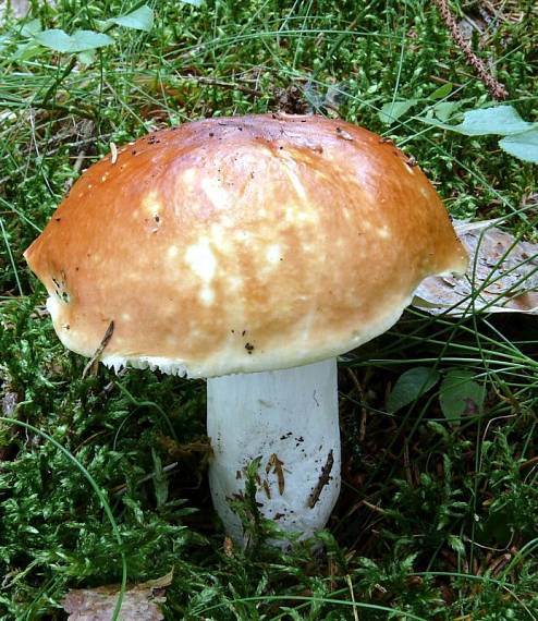 holubinka jahodová - Plávka jahodovočervená Russula paludosa Britzelm.