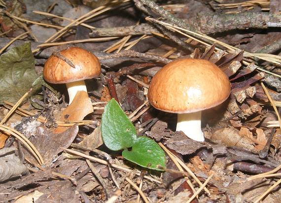 masliak zrnitý Suillus granulatus (L.) Roussel