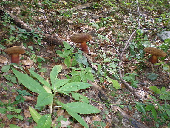 hríb zrnitohlúbikový Sutorius luridiformis (Rostk.) G. Wu & Zhu L. Yang