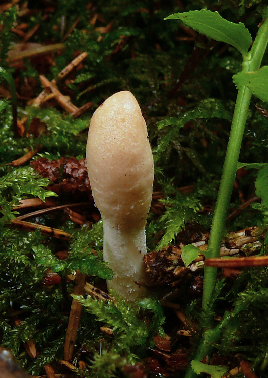 kyjovec tmavnúci Trichoderma alutaceum Jaklitsch