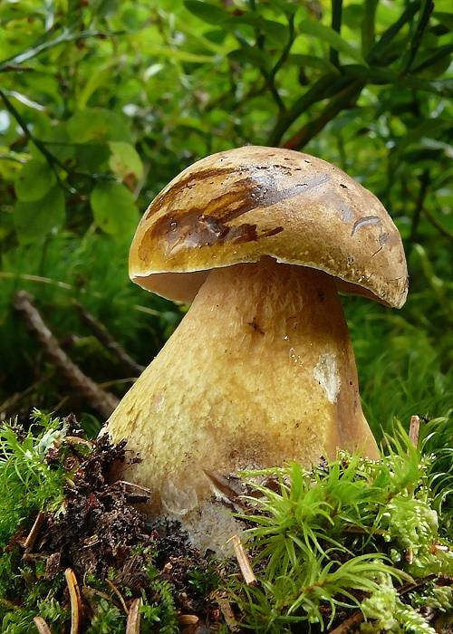 podhríb žlčový Tylopilus felleus (Bull.) P. Karst.