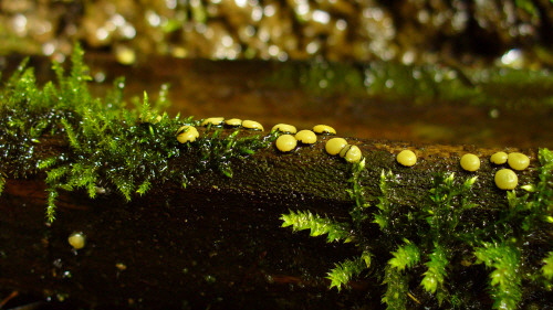 mihavka odfarbená Vibrissea decolorans (Saut.) A. Sánchez & Korf