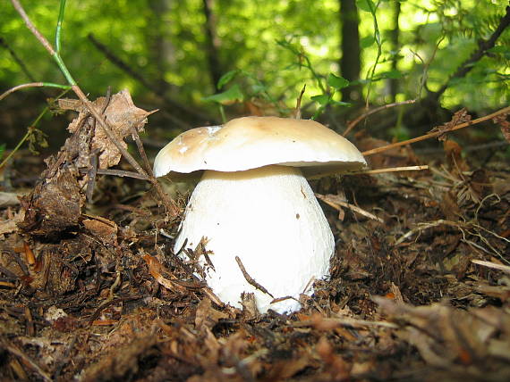 hríb smrekový Boletus edulis Bull.