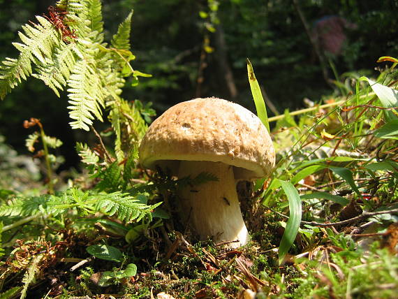 hríb smrekový Boletus edulis Bull.