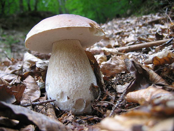 hríb smrekový Boletus edulis Bull.