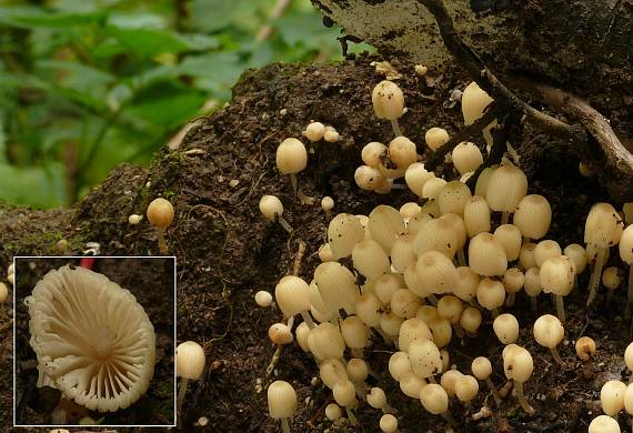 hnojník rozsiaty Coprinellus disseminatus (Pers.) J.E. Lange