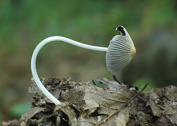 hnojník Coprinus sp.