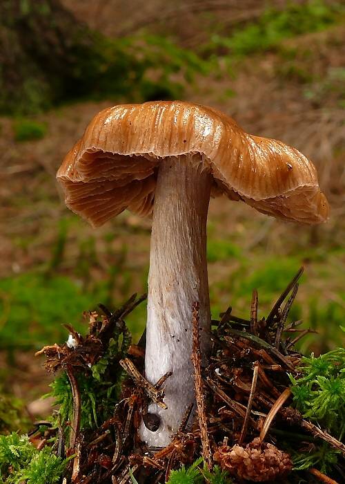 pavučinovec Cortinarius sp.