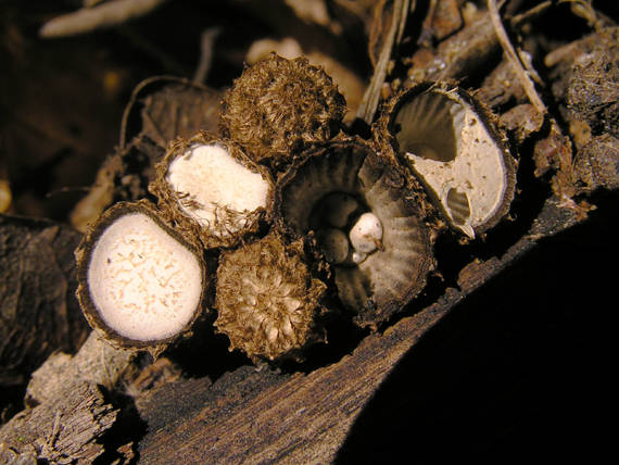 čiaškovec pásikavý Cyathus striatus (Huds.) Willd.