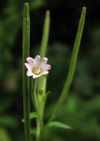 vrbovka malokvetá Epilobium parviflorum Schreb.