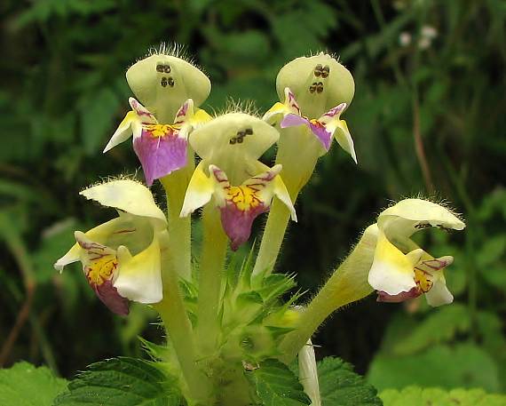 konopnica úhľadná Galeopsis speciosa Mill.