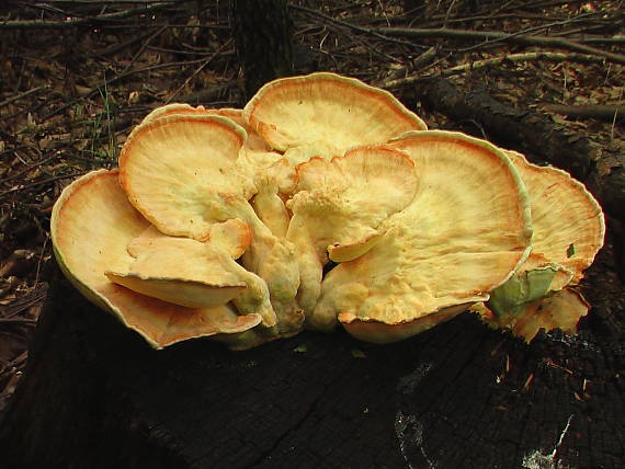 sírovec obyčajný Laetiporus sulphureus (Bull.) Murrill