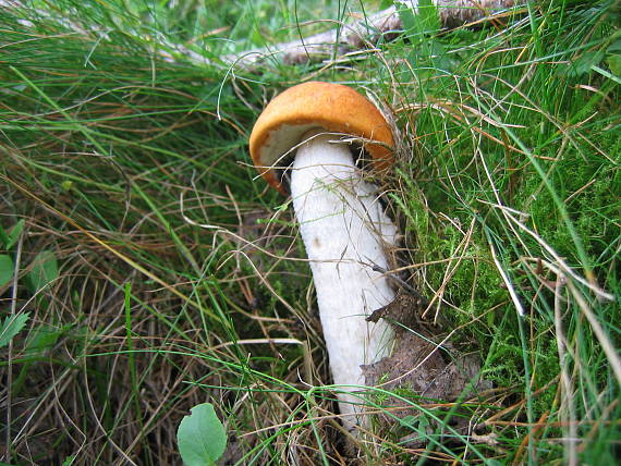 kozák osikový Leccinum albostipitatum den Bakker & Noordel.