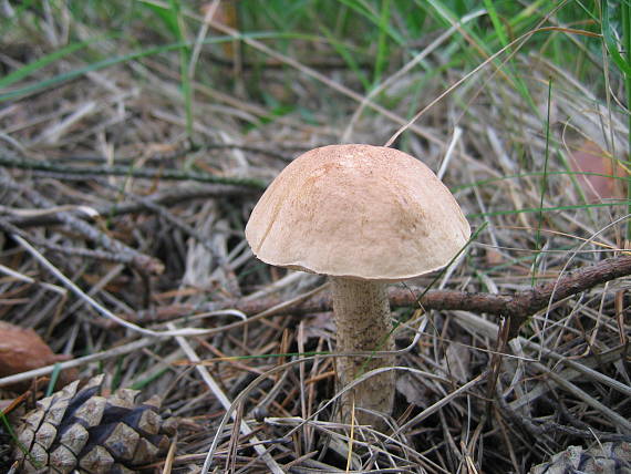 kozák brezový Leccinum scabrum (Bull.) Gray