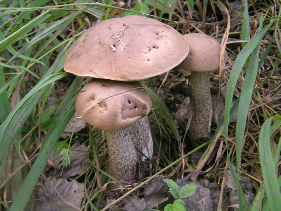 kozák brezový Leccinum scabrum (Bull.) Gray