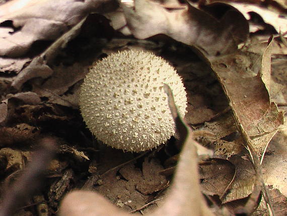 prášnica bradavičnatá Lycoperdon perlatum Pers.