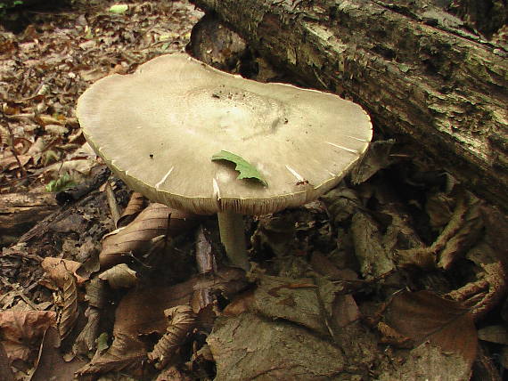 povraznica širokolupeňová Megacollybia platyphylla (Pers.) Kotl. & Pouzar