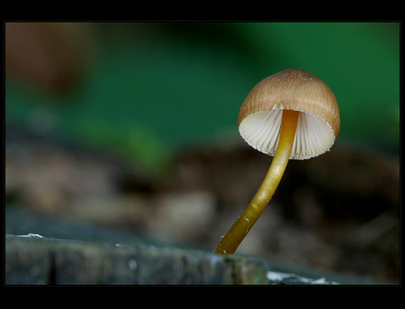 prilbička žltohlúbiková Mycena renati Quél.